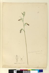 Side 137. Cryptostylis longifolia, ca. 1803-06 (wc, penn, blekk og blyant) av John William Lewin