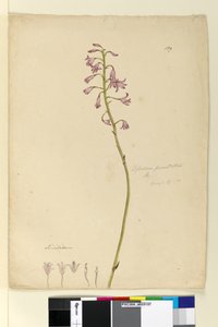 Side 139. Dipodium punctatum, ca. 1803-06 (wc, penn, blekk og blyant) av John William Lewin