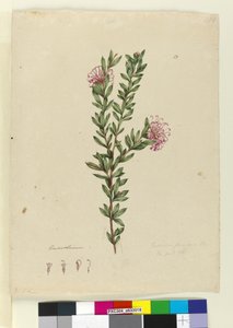 Side 13. Grevillea punicea, ca. 1803-06 (wc, penn, blekk og blyant) av John William Lewin
