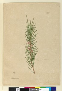 Side 141. Casuarina strictaAllocasuarina verticillata, c.1803-06 (wc, penn, blekk og blyant) av John William Lewin