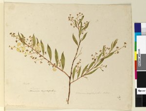 Side 147. Acacia myrtifolia, ca. 1803-06 (wc, penn, blekk og blyant) av John William Lewin