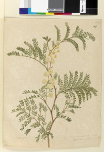 Side 149. Acacia discolorAcacia terminalis, ca. 1803-06 (wc, penn, blekk og blyant) av John William Lewin