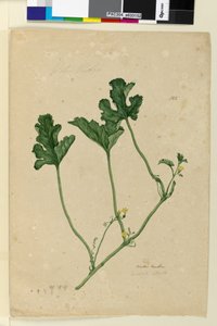 Side 155. Vannmelon, ca. 1803-06 (wc, penn, blekk og blyant) av John William Lewin