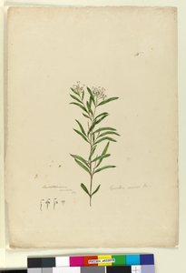 Side 15. Grevillea sericea, ca. 1803-06 (wc, penn, blekk og blyant) av John William Lewin