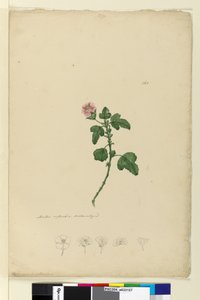 Side 161. Malva capensis, ca. 1803-06 (wc, penn, blekk og blyant) av John William Lewin