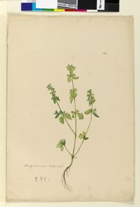 Side 162. Stachys arvensis, ca. 1803-06 (wc, penn, blekk og blyant) av John William Lewin