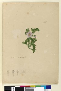 Side 165. Solanum naturalisert, ca. 1803-06 (wc, penn, blekk og blyant) av John William Lewin