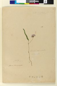 Side 166. Kennedia monophyllaHardenbergia violacea, c.1803-06 (wc, penn, blekk og blyant) av John William Lewin