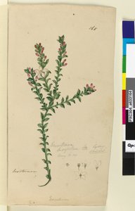 Side 168. Eriostemon buxifolium, ca. 1803-06 (wc, penn, blekk og blyant) av John William Lewin