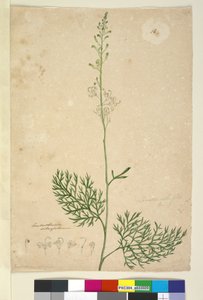 Side 16. Lomatia silaifolia, ca. 1803-06 (wc, penn, blekk og blyant) av John William Lewin