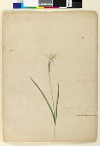 Side 170. Diplarrhena moraea, ca. 1803-06 (wc, penn, blekk og blyant) av John William Lewin