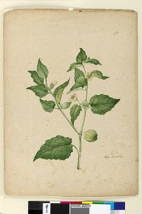Side 172. Physalis edulis, ca. 1803-06 (wc, penn, blekk og blyant) av John William Lewin
