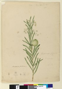 Side 173. Asclepias fruticosa, ca. 1803-06 (wc, penn, blekk og blyant) av John William Lewin