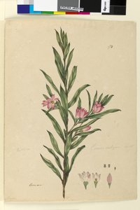 Side 174. Crowea saligna, ca. 1803-06 (wc, penn, blekk og blyant) av John William Lewin