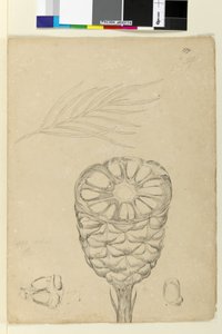 Side 178b. Spiralis, ca. 1803-06 (wc, penn, blekk og blyant) av John William Lewin