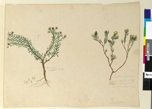 Side 179. Gompholobium; 180. Poranthera ericafolia, ca. 1803-06 (wc, penn, blekk og blyant) av John William Lewin