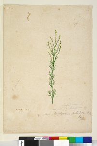 Side 17. Symphionema paludosum, c.1803-06 (wc, penn, blekk og blyant) av John William Lewin