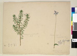 Side 183. Westringia rosmarinifolia Westringia fruiticosa; 184. Glossodia major, ca. 1803-06 (wc, penn, blekk og blyant) av John William Lewin