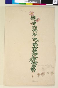 Side 186. Bauera rubioides, ca. 1803-06 (wc, penn, blekk og blyant) av John William Lewin