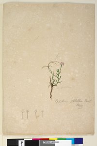 Side 187. Epilobium glabellum, ca. 1803-06 (wc, penn, blekk og blyant) av John William Lewin
