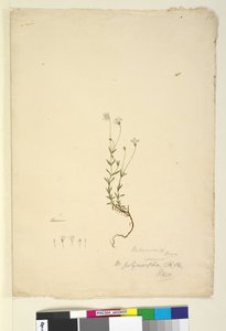 Side 18. Mitrasacme polymorpha, ca. 1803-06 (wc, penn, blekk og blyant) av John William Lewin