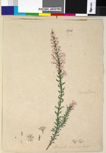 Side 190. Sprengelia incarnata, ca. 1803-06 (wc, penn, blekk og blyant) av John William Lewin