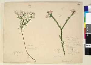 Side 194. Zieria lanceolata Zieria smithii; 195. En dårlig figur av en art av Calythrix..., ca. 1803-06 (wc, penn, blekk og blyant) av John William Lewin