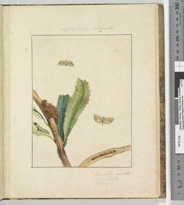 Side 19. Plate 5 Cryptophasa Strigata, 1803-04 (håndfargede etsetrykk) av John William Lewin