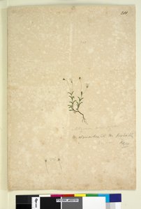 Side 201. Mitrasacme alsinoides, ca. 1803-06 (wc, penn, blekk og blyant) av John William Lewin