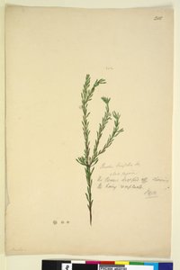 Side 202. Pimelia linifolia, ca. 1803-06 (wc, penn, blekk og blyant) av John William Lewin