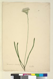 Side 20. Conospermum longifolium, c.1803-06 (wc, penn, blekk og blyant) av John William Lewin