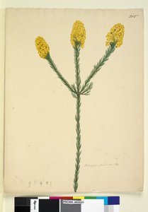 Side 215. Dillwynia floribunda, ca. 1803-06 (wc, penn, blekk og blyant) av John William Lewin
