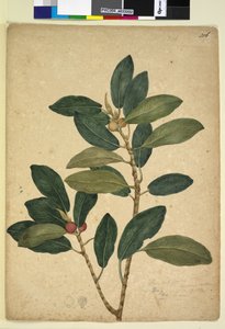 Side 216. Ficus rubiginosa, ca. 1803-06 (wc, penn, blekk og blyant) av John William Lewin
