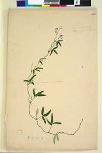 Side 218. Kennedia comptoniana Hardenbergia comptoniana, c.1803-06 (wc, penn, blekk og blyant)