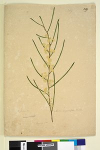 Side 219. Acacia angustifolia, ca. 1803-06 (wc, penn, blekk og blyant) av John William Lewin