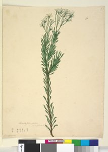 Side 21. Conospermum ericifolium, c.1803-06 (wc, penn, blekk og blyant) av John William Lewin