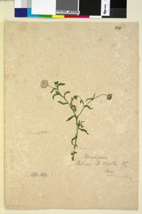 Side 220. Brachycome multifida, c.1803-06 (wc, penn, blekk og blyant) av John William Lewin