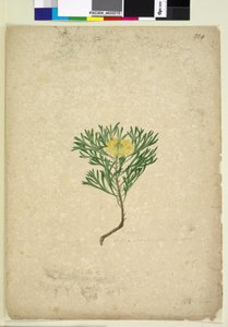 Side 224. Isopogon anemonifolius, c.1803-06 (wc, penn, blekk og blyant) av John William Lewin
