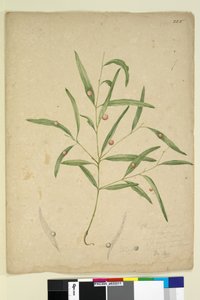 Side 225. Grenen til en art av eukalyptus som bærer galler..., ca. 1803-06 (wc, penn, blekk og blyant) av John William Lewin