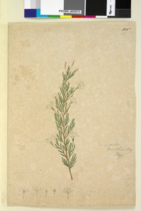 Side 226. Ricinocarpus pinifolius, ca. 1803-06 (wc, penn, blekk og blyant) av John William Lewin