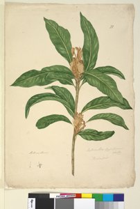Side 22. Xylomelum pyriforme, ca. 1803-06 (wc, penn, blekk og blyant) av John William Lewin