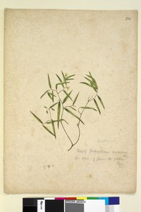 Side 230. Geitonoplesium cymosum, ca. 1803-06 (wc, penn, blekk og blyant) av John William Lewin
