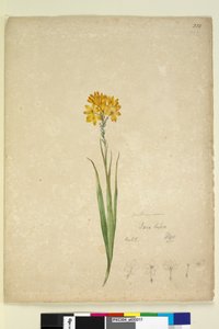 Side 232. Ixia lutea, ca. 1803-06 (wc, penn, blekk og blyant) av John William Lewin