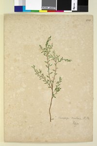 Side 233. Leucopogon, ca. 1803-06 (wc, penn, blekk og blyant) av John William Lewin