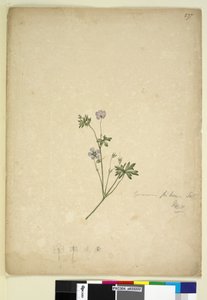 Side 237. Geranium pilosum, ca. 1803-06 (wc, penn, blekk og blyant) av John William Lewin