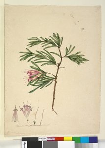 Side 23. Lambertia formosa, ca. 1803-06 (wc, penn, blekk og blyant) av John William Lewin