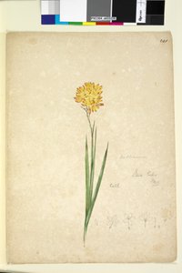 Side 241. Ixia lutea, ca. 1803-06 (wc, penn, blekk og blyant) av John William Lewin