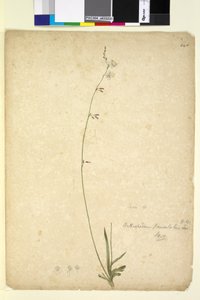 Side 246. Arthropodium paniculatum, ca. 1803-06 (wc, penn, blekk og blyant) av John William Lewin