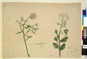 Side 253. Iberis umbellata; Hesperis sp., ca. 1803-06 (wc, penn, blekk og blyant) av John William Lewin