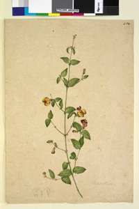 Side 254. Platylobium, ca. 1803-06 (wc, penn, blekk og blyant) av John William Lewin